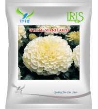 Iris Imported OP White Marigold - 50 Seeds